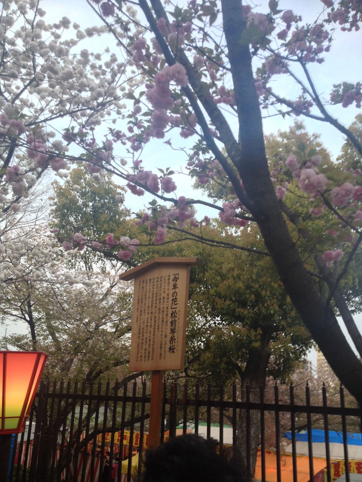 2014年の造幣局桜の通り抜け25 2014年の造幣局桜の通り抜け25